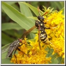 Polistes dominula - Haus-Feldwespe w08.jpg